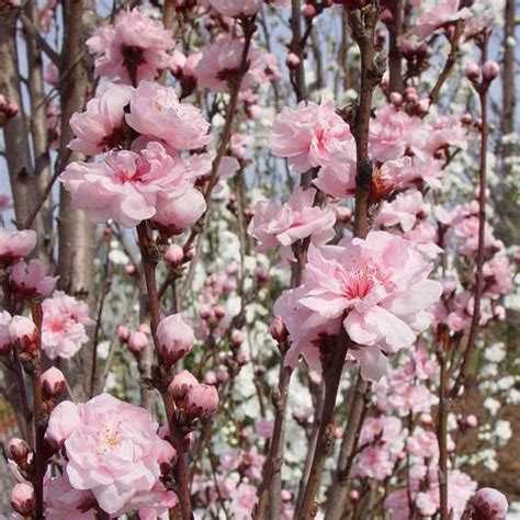 corinthian rose double flowering peach tree|double flowering corinthian rose tree.